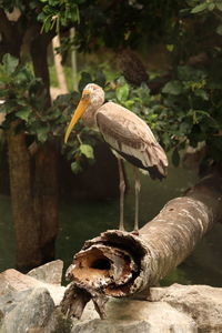 Close-up of bird perching on tree