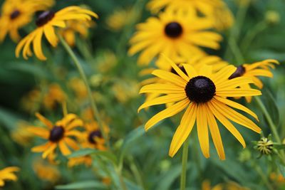 Close-up of yellow flower