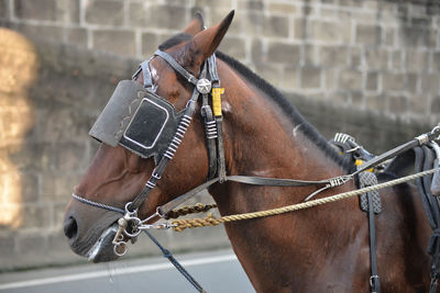 Close-up of horse wearing carriage bridle