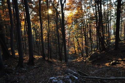 Trees in forest during autumn