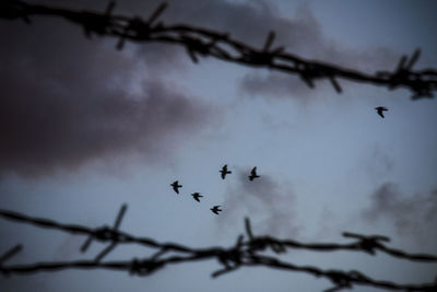 Low angle view of birds flying in sky