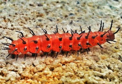 Close-up of ants on red leaf