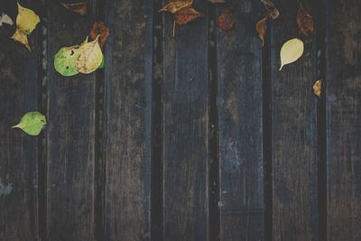 Directly above shot of yellow leaves on wooden plank