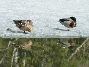 Ducks on a lake