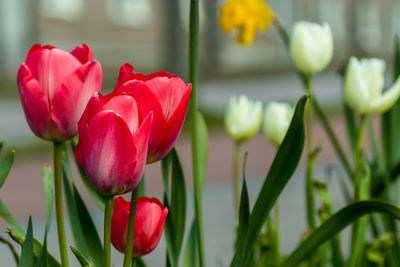 Close-up of red tulips