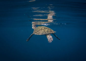 View of turtle swimming in sea