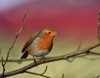 Close-up of bird perching on branch