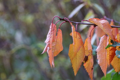 Close-up of orange leaves against blurred background