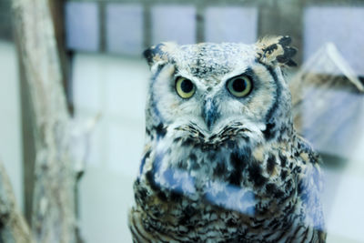 Close-up portrait of owl