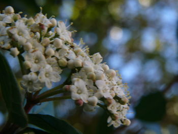 Close-up of white flowers