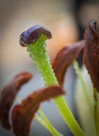 Close-up of insect on plant