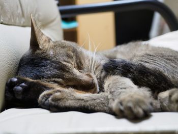 Close-up of cat sleeping