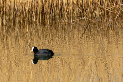 Duck swimming in a lake