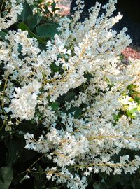 Close-up of white flowering plant