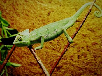 Close-up of a lizard