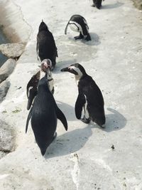 High angle view of penguins on rock