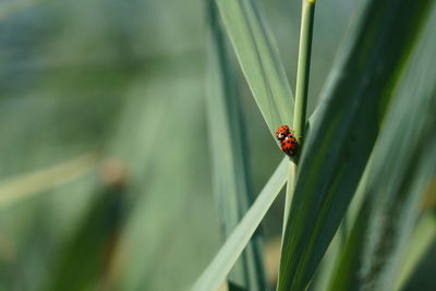 Close-up of ladybug on leaf