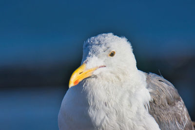 Close-up of seagull