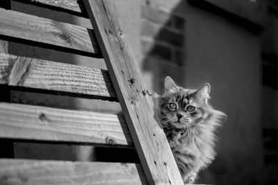 Portrait of cat by wooden wall