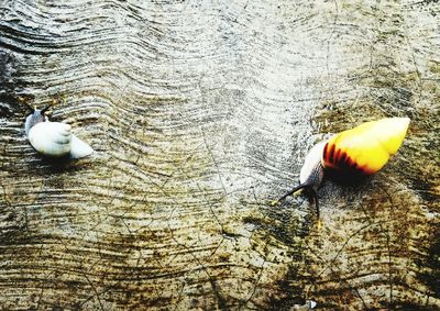 High angle view of shell on tree trunk
