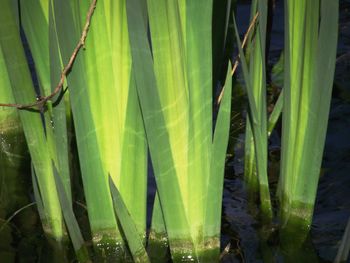 Close-up of fresh green plants in water