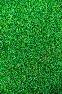 Full frame shot of green grass