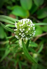 Close-up of flower