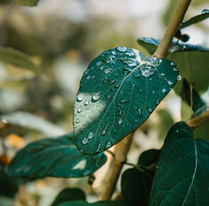 Close-up of raindrops on leaves