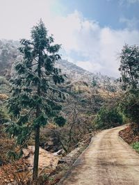Road amidst trees and plants against sky