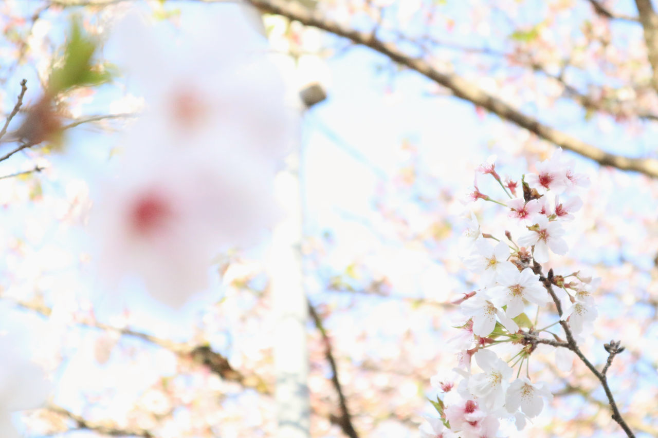 LOW ANGLE VIEW OF PINK CHERRY BLOSSOM