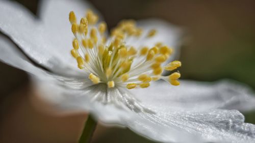 Close-up of white flower blooming outdoors