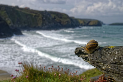 Close-up of snail on a rock against the sea