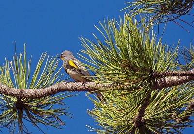 Low angle view of bird perching on tree against clear blue sky