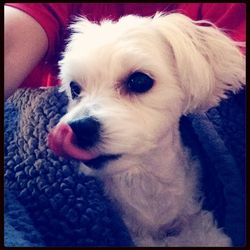 Portrait of dog