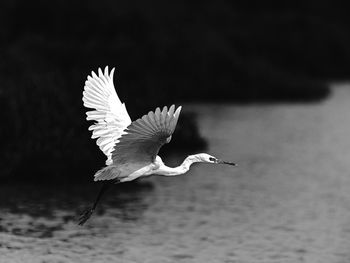 Seagull flying over a lake