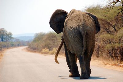 Elephant walking on road during sunny day