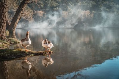 Reflection of geese on lake during foggy weather