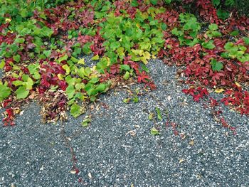 Plant growing on a tree