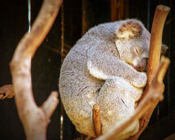 Close-up of a sleeping koala