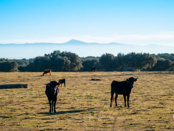 Horses standing in a field