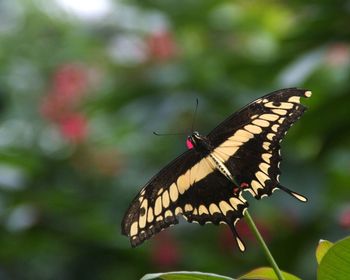 Close-up of butterfly on leaf