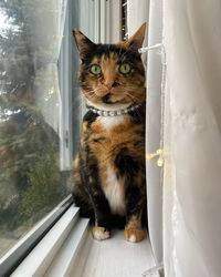Portrait of cat sitting by window