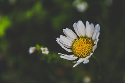 Close-up of white daisy flower