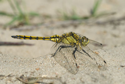 Close-up of insect