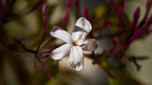 Close-up of white flowering plant