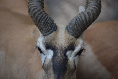 Close-up of deer