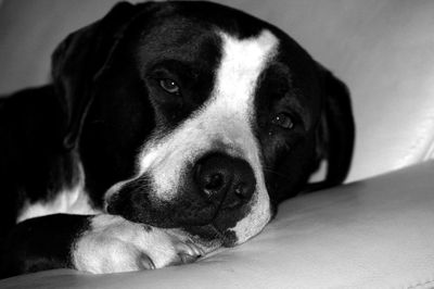 Close-up portrait of dog lying down