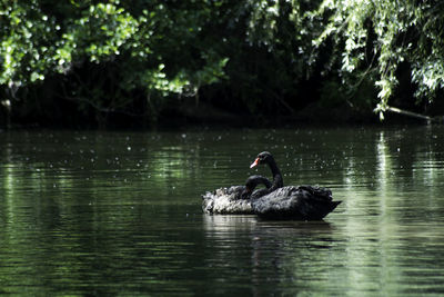 Swan swimming on lake