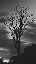 Bare trees against sky at sunset