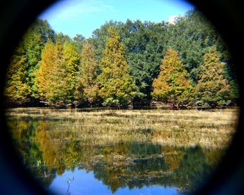 Reflection of trees in water